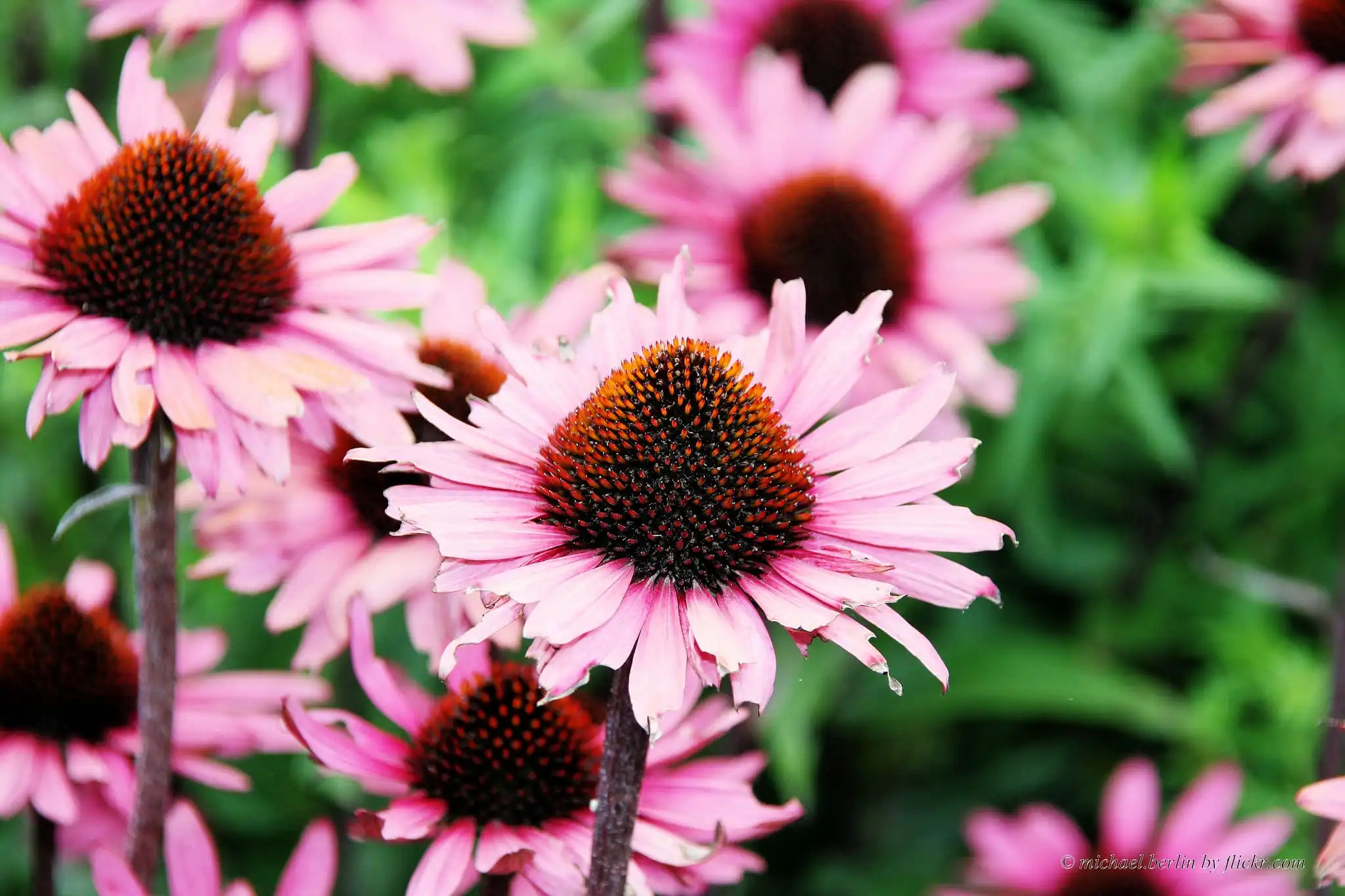 How Echinacea Purpurea Extract Powder Fights Cold and Flu Symptoms?
